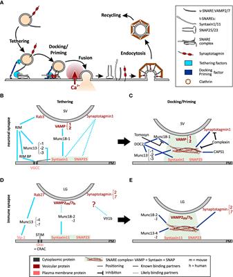 Frontiers | Lytic granule exocytosis at immune synapses: lessons 